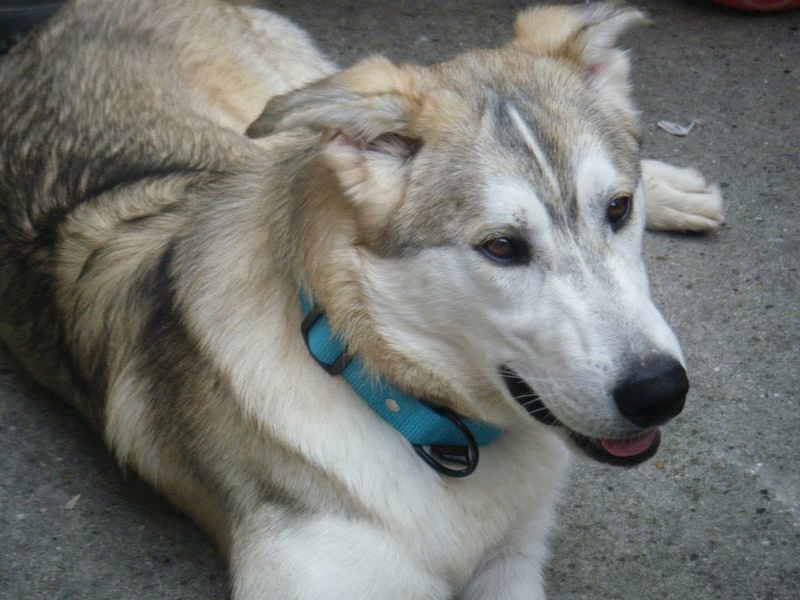 Urgence pour Yalta husky de 3 ans (33) 110