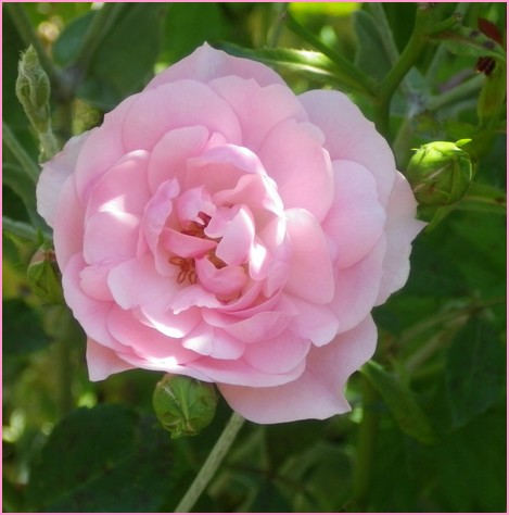 Rosa 'Bonica' !!! - Page 2 06072022