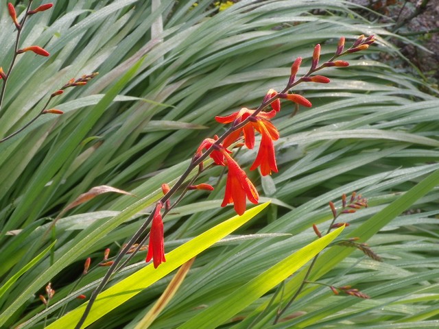 2013 - Crocosmias 12072015