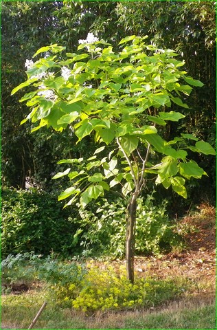 catalpa 12072021