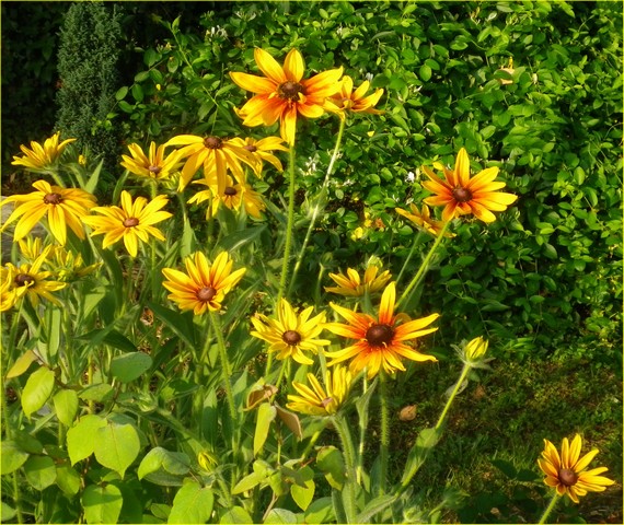 Coréopsis, gaillardes and co !!! - Page 6 12072024