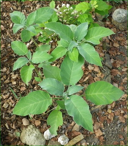 Brugmansia..... saison 2013 !!! 18072013