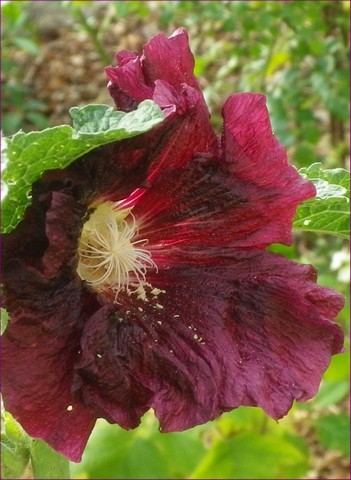 Les roses trémières (Alcea rosea) 26072016