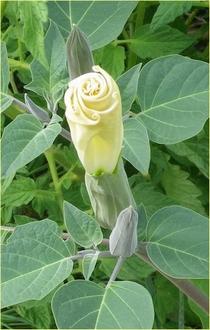 Datura metel !!! - Page 2 28072010