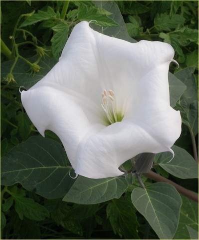 Datura metel !!! - Page 2 28072012