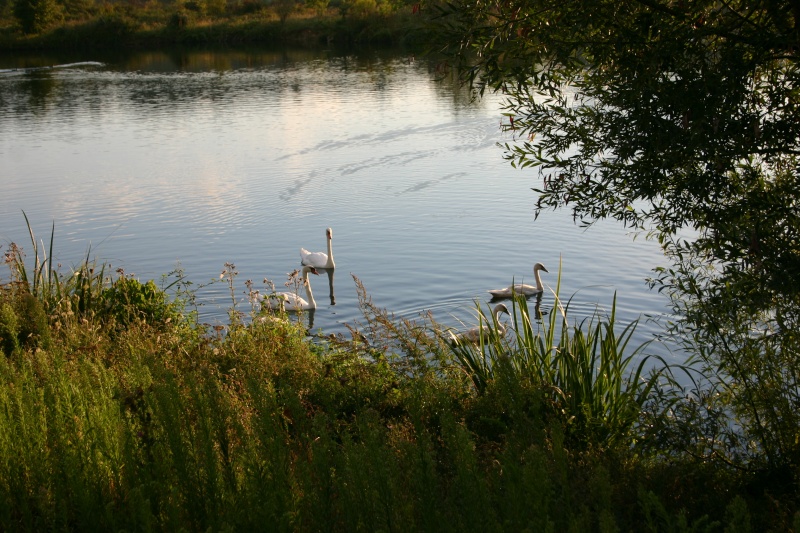 Lapins.............et Cygnes Img_3913