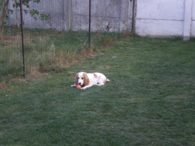 HARRY, Cocker mâle blanc/orangé, 7 mois, dépt 59 Harry110