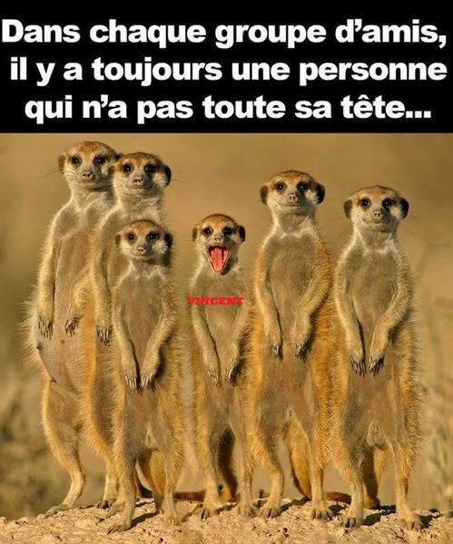 humour - Page 17 15326414