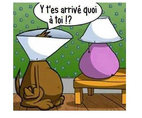 humour - Page 17 16473016