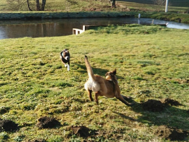 chiens - Rééduquer (ou éduquer) chiot Malinois de 8 mois - Page 2 15965010