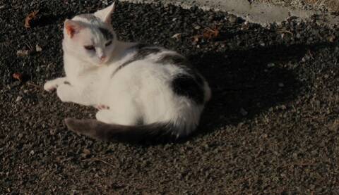 Hyperthyroidie Chez Le Chat Page 10