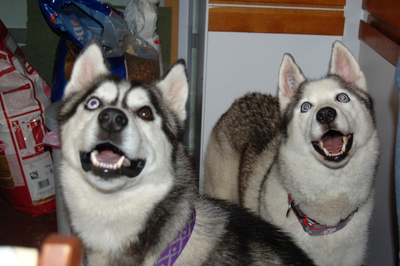 Quelques photos de mes deux amours canins ! Dsc_0212