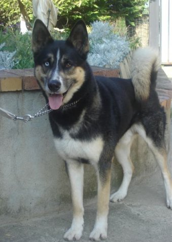 NIGAUD berger x husky, 2003 yeux vairon, 5 ans et demi de boxe REFU91 ADOPTES - Page 3 Nigo10