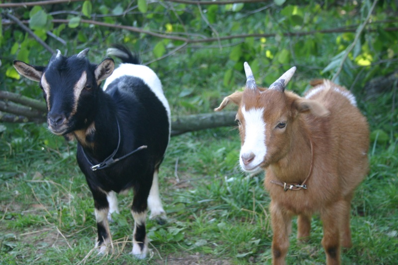 Mes nouveaux protégés : Windy, Bicou et Fidjy 4036_w10