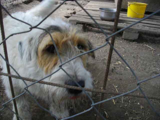 JOHNNATAN, M-X Fox-terrier, env. 12 kg, né 2012 (BACKA) - Pris en charge Asso GALIA Imgp4013