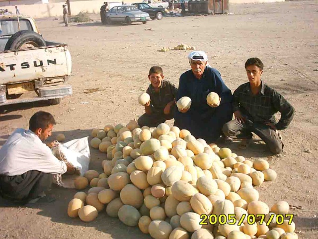    تللسقف من أشهر مناطق زراعة البطيخ في العراق    610