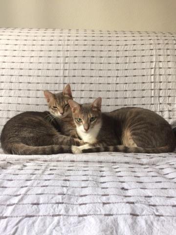(48) - Bonnie et Clyde - chatons tigrés, adoptés ensemble !!  15139510
