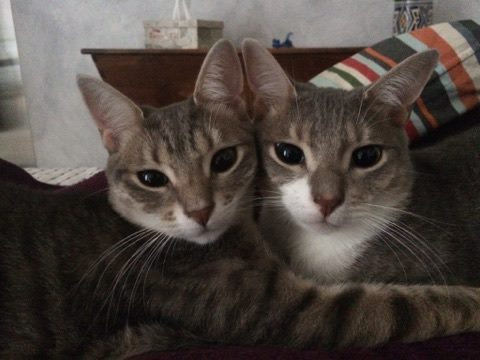 (48) - Bonnie et Clyde - chatons tigrés, adoptés ensemble !!  15139710