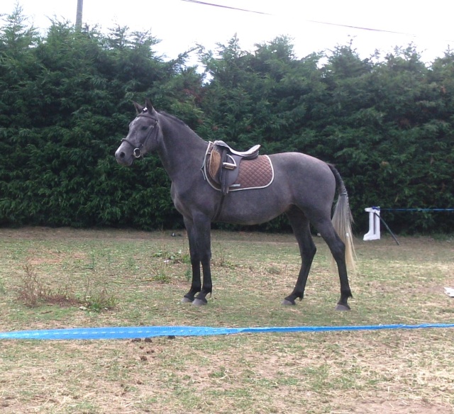 Spirit, DSA de 4 ans, fils d'Opal Black Copie_12