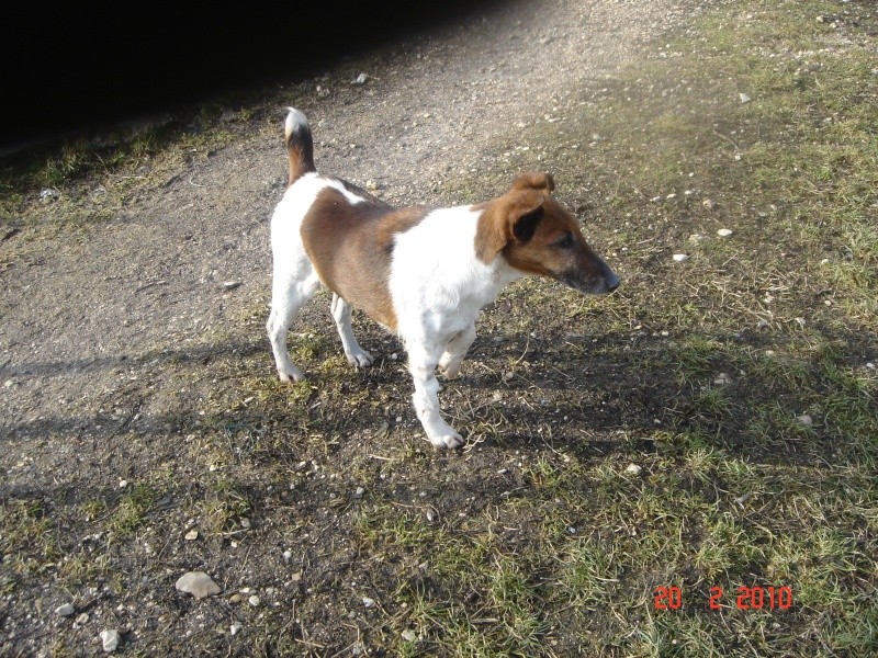 Lasko, Chipie et Alba, de retour à l'adoption...  Dsc03613