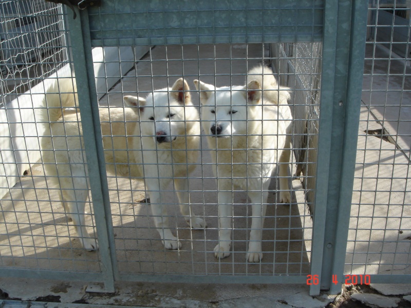 SAM et ULIA, adorable couple d'Akita blancREF 55 ADOPTES - Page 2 Ulia_e10