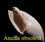 AAA Vignettes galerie fossiles Anciob10