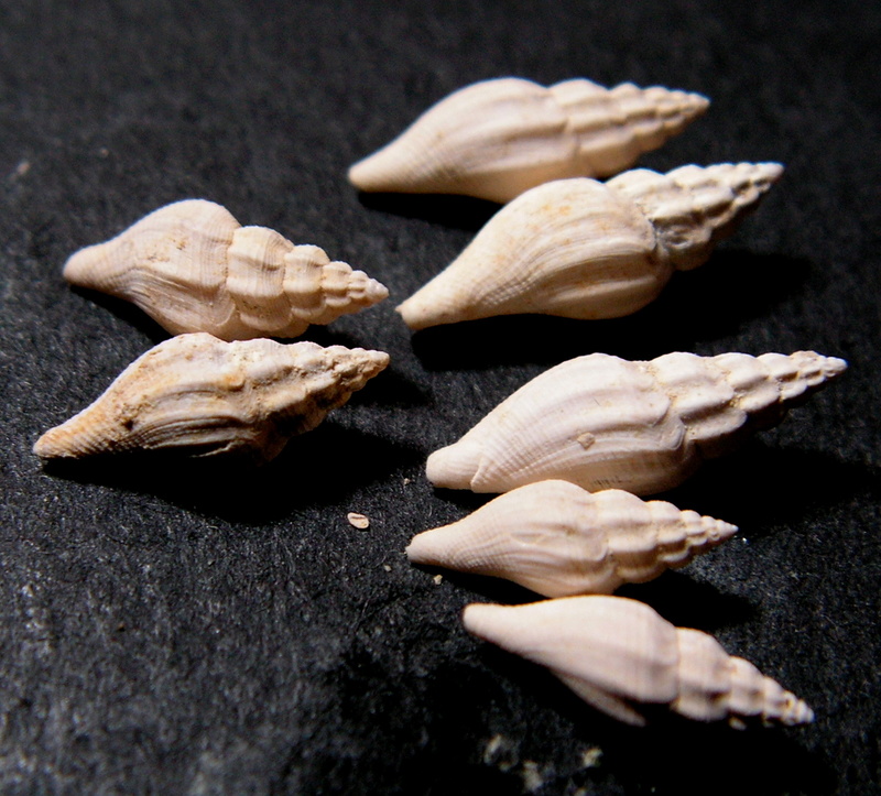 Mangeliidae - † Amblyacrum costellatum (Lamarck, 1804) - (Beynes 78) Pict0913
