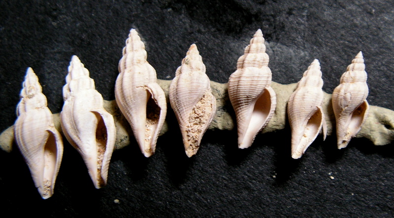 Mangeliidae - † Amblyacrum costellatum (Lamarck, 1804) - (Beynes 78) Pict1010