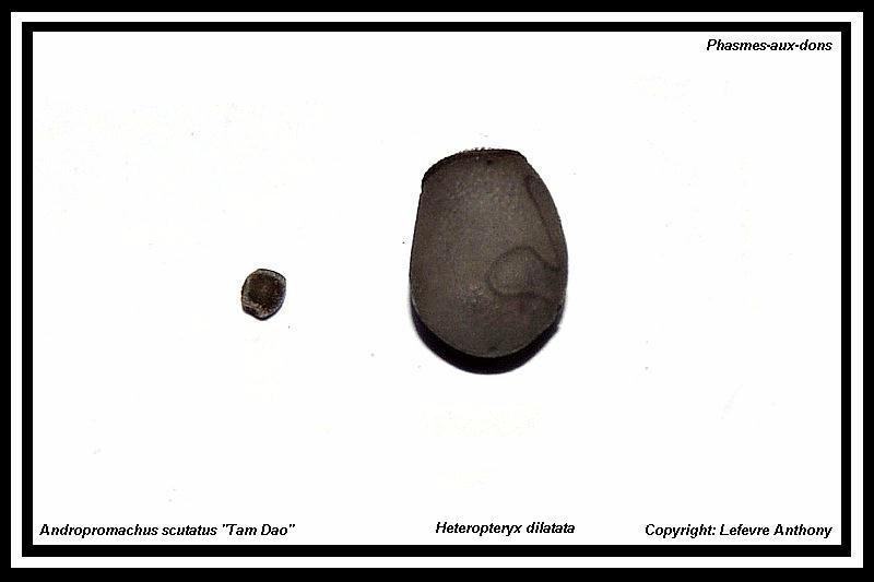 Œufs : Andropromachus scutatus "Tam Dao" (P.S.G n° 328) Oeuf_a10
