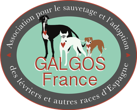 Forum Privé GALGOS France