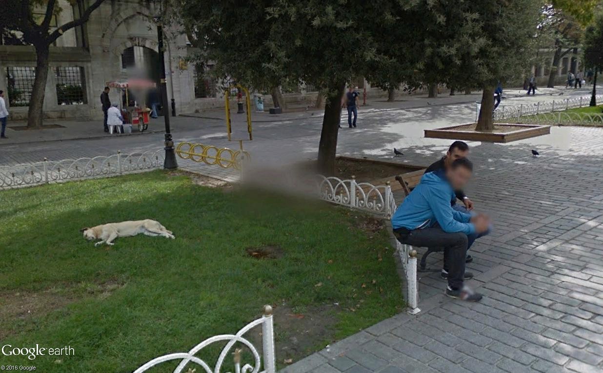 STREET VIEW : les chiens errants d'Istanbul Chien210