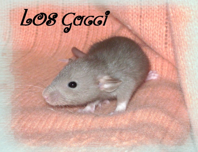 Mystik * OKR Icare : de beaux ratons dumbo! - Page 3 Gucci10