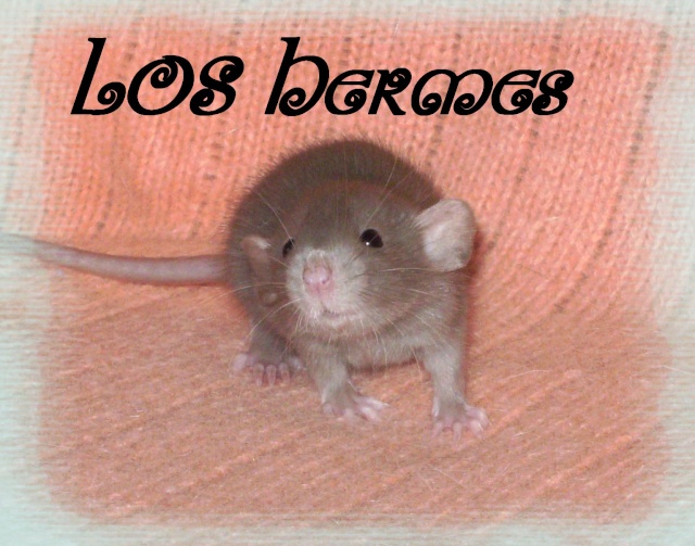 Mystik * OKR Icare : de beaux ratons dumbo! - Page 3 Hermes10