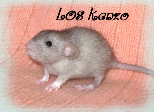 Mystik * OKR Icare : de beaux ratons dumbo! - Page 3 Kenzo10