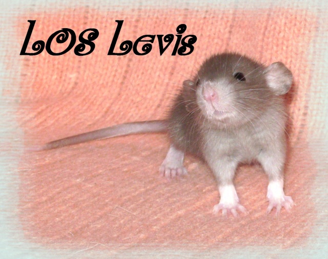 Mystik * OKR Icare : de beaux ratons dumbo! - Page 3 Levis10