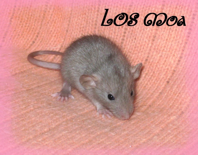 Mystik * OKR Icare : de beaux ratons dumbo! - Page 3 Moa10