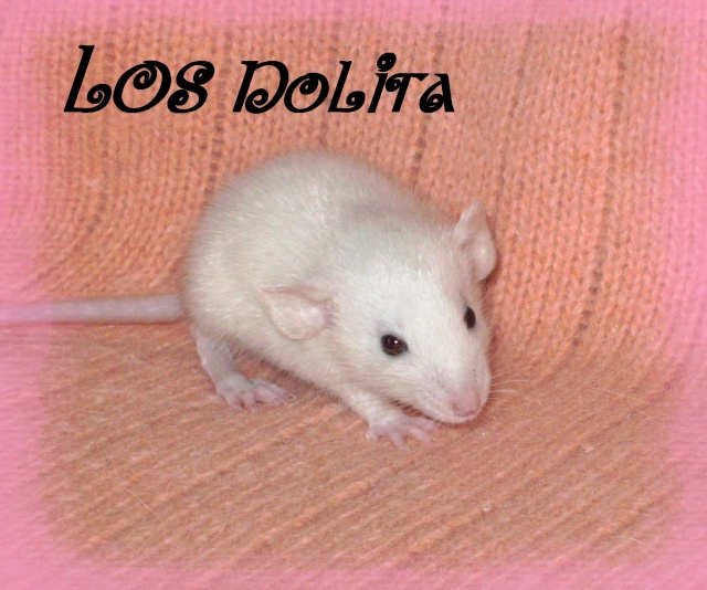 Mystik * OKR Icare : de beaux ratons dumbo! - Page 3 Nolita10