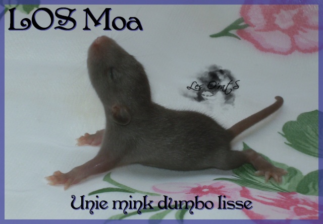 Mystik * OKR Icare : de beaux ratons dumbo! - Page 2 Pict9415