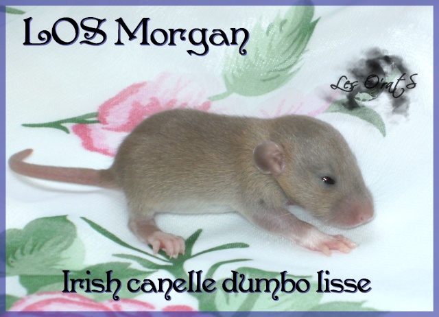 Mystik * OKR Icare : de beaux ratons dumbo! - Page 2 Pict9511