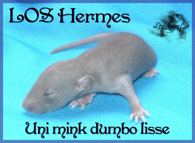 Mystik * OKR Icare : de beaux ratons dumbo! - Page 2 Pict9613