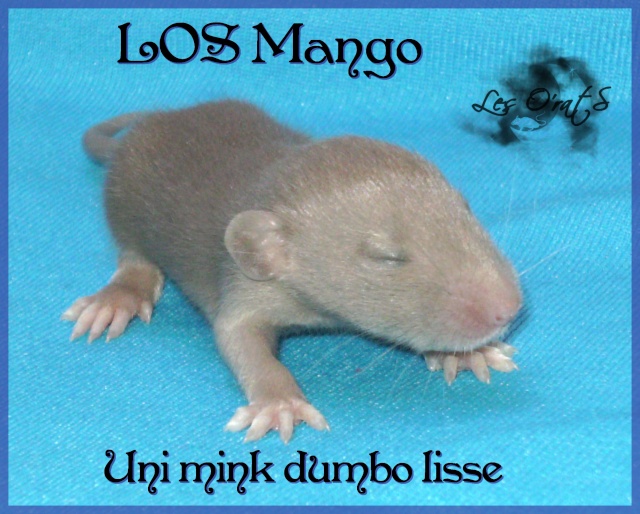 Mystik * OKR Icare : de beaux ratons dumbo! - Page 2 Pict9615
