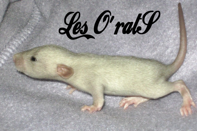 Mystik * OKR Icare : de beaux ratons dumbo! - Page 2 Pict9620