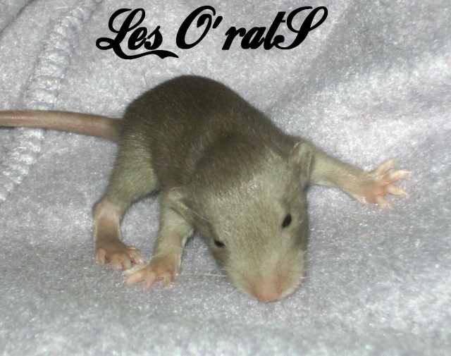 Mystik * OKR Icare : de beaux ratons dumbo! - Page 2 Pict9621