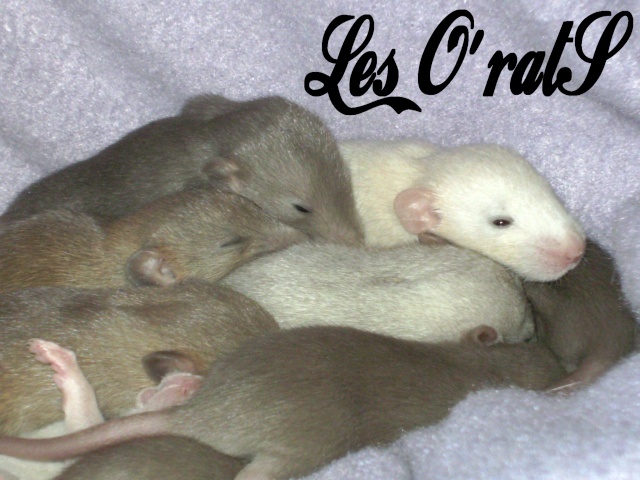 Mystik * OKR Icare : de beaux ratons dumbo! - Page 2 Pict9622