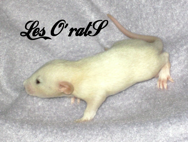 Mystik * OKR Icare : de beaux ratons dumbo! - Page 2 Pict9625
