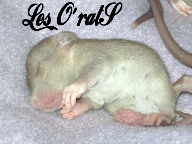 Mystik * OKR Icare : de beaux ratons dumbo! - Page 2 Pict9627