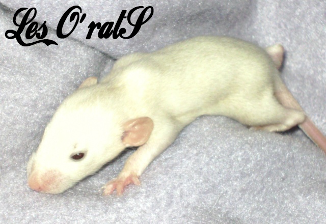 Mystik * OKR Icare : de beaux ratons dumbo! - Page 2 Pict9628