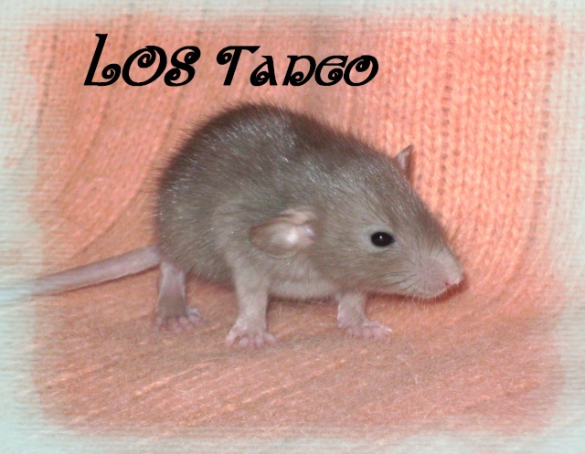 Mystik * OKR Icare : de beaux ratons dumbo! - Page 3 Taneo10