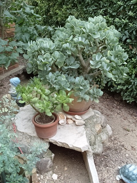 Crassula S1051471