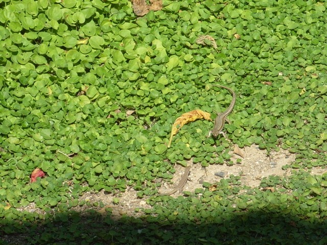 lézard des murailles S1051633